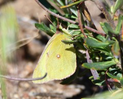 Colias harfordii