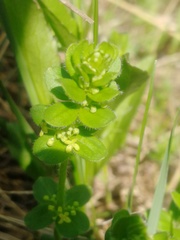 Cruciata glabra krylovii