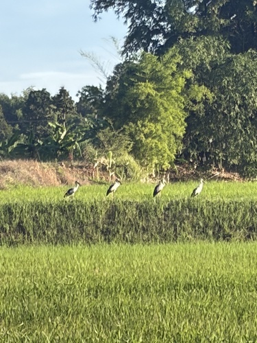 Asian Openbill