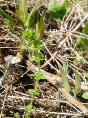 Cruciata glabra krylovii