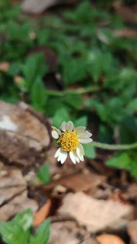 Tridax Daisy