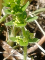 Cruciata glabra krylovii