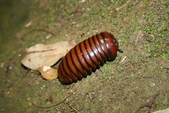 Oniscomorpha