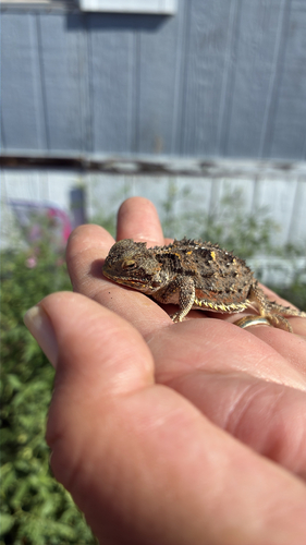 Greater Short-horned Lizard