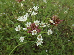 Allium canadense