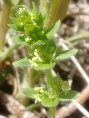 Cruciata glabra krylovii