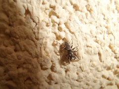 Salticus zebraneus