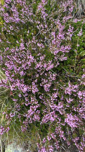 common heather