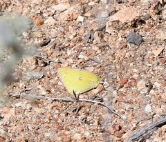 Colias harfordii