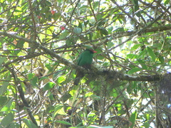 Chlorornis riefferii