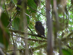 Glaucidium nubicola