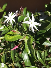 Jasminum nitidum