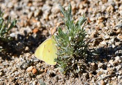 Colias harfordii