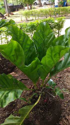 Cuban anthurium