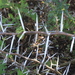 Acacia horrida