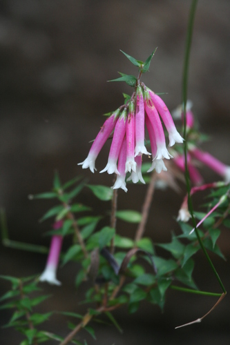 Epacris longiflora, photograph 6