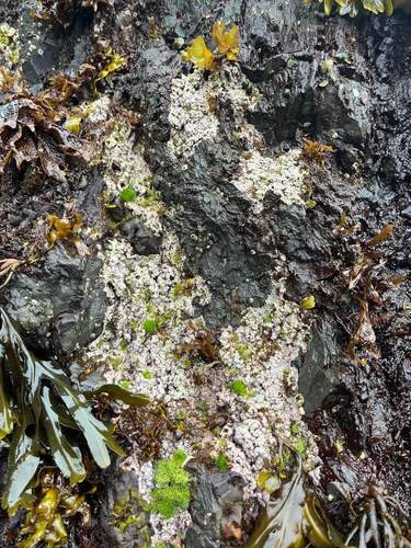 Pseudolithophyllum neofarlowii, 2026-08-13
