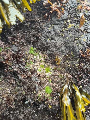 Pseudolithophyllum neofarlowii, 2026-08-13