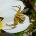 Grass Crab Spiders - Photo (c) mammal, some rights reserved (CC BY-NC), uploaded by mammal