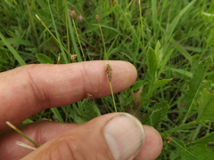 Eleocharis compressa