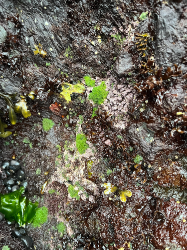 Pseudolithophyllum neofarlowii, 2026-08-13