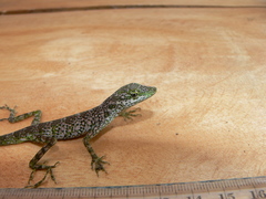 Anolis gemmosus