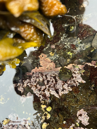 Pseudolithophyllum neofarlowii, 2026-08-13