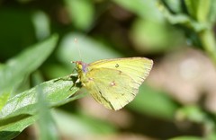Colias harfordii