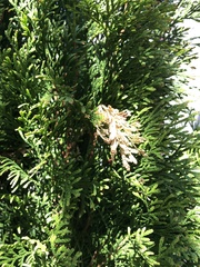 Pestalotiopsis funerea