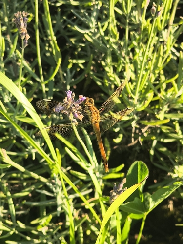 Banded Darter