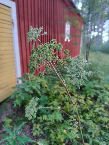 Wild Angelica