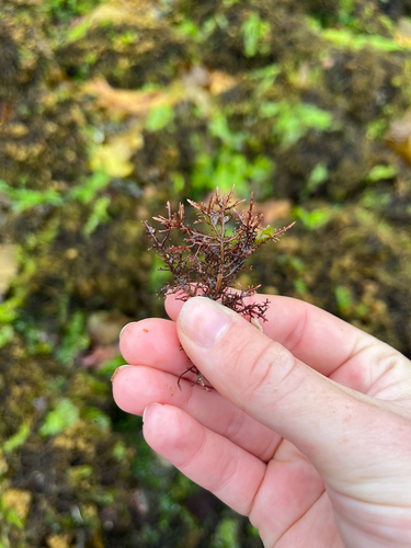 Gelidium purpurascens observed 2026-08-13