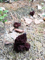 Gyromitra