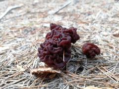 Gyromitra