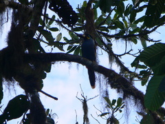 Andigena laminirostris