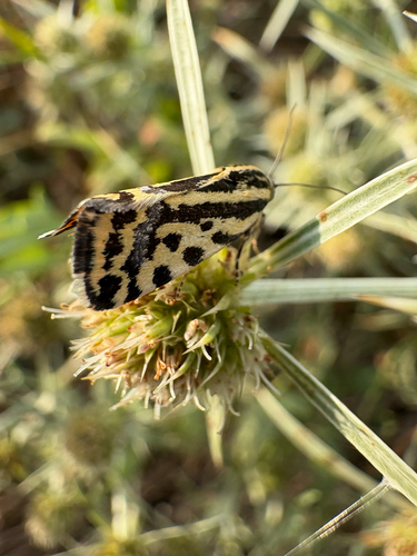 Spotted Sulphur