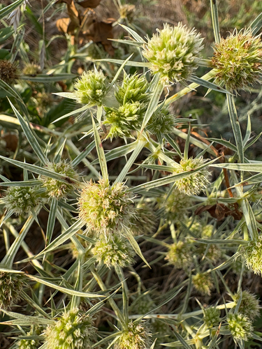 Field Eryngo