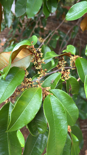 Star Apple