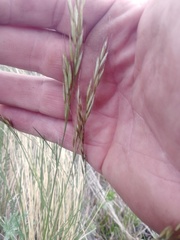 Helictotrichon desertorum