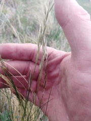 Helictotrichon desertorum