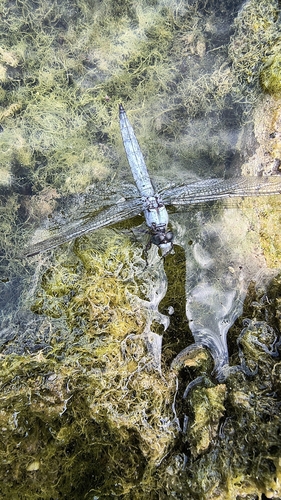 Southern Skimmer