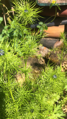 Nigella damascena
