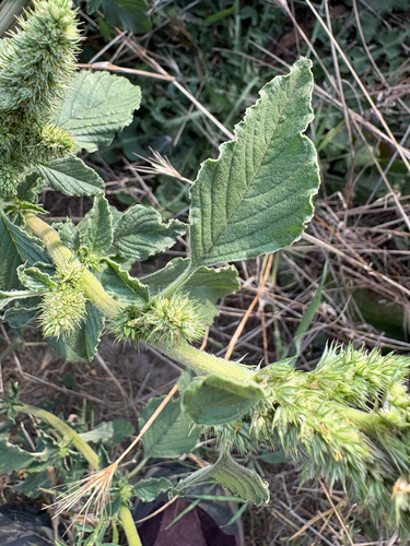 Redroot Amaranth