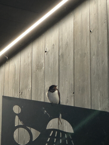 Barn Swallow