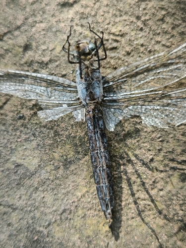 Southern Skimmer