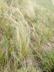 Helictotrichon desertorum