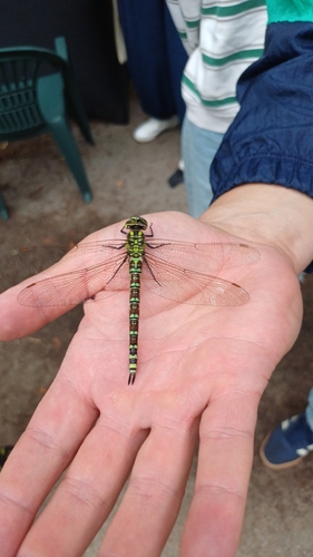 Southern Hawker