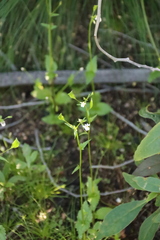 Nemesia diffusa, photograph (c) Tony Rebelo, some rights reserved (CC BY-SA)