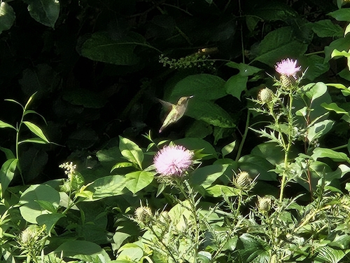 Ruby-throated Hummingbird