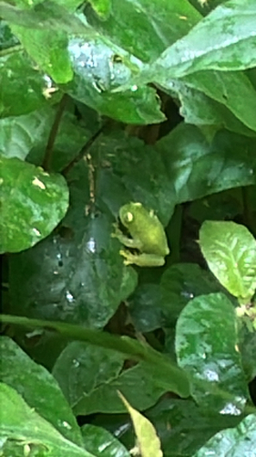 Fleischmann's Glass Frog